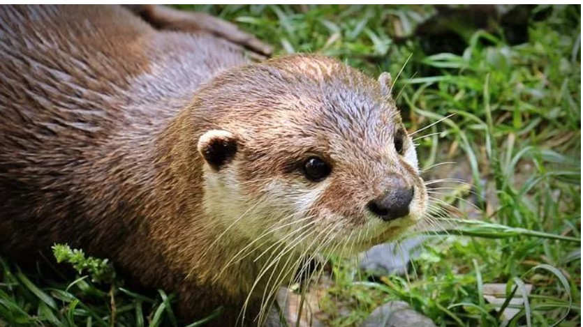 Organizatorių nuotr.