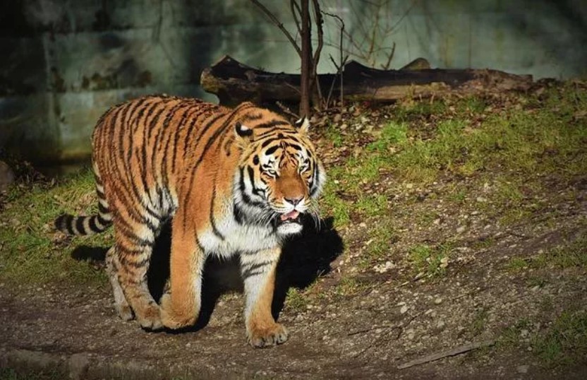 Organizatorių nuotr.