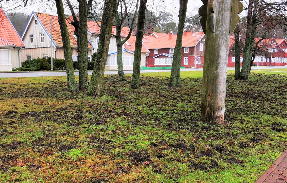 GURMANAI. Šernai be gailesčio savo šnipais iškniso Juodkrantės pievą pamario promenadoje. Iš 700 metrų ilgio krokų jūros dabar sunaikinta jau pusė ploto.  „Facebook“ nuotr. 