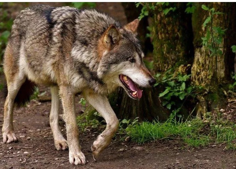 Organizatorių nuotr.