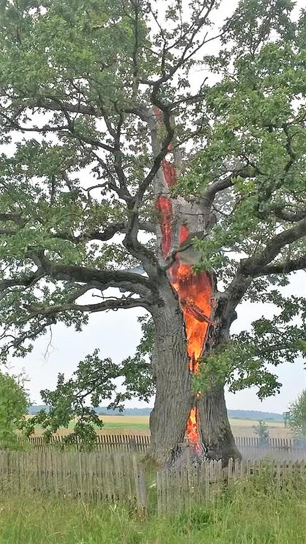 Žaibo trenktas ir degantis Plokščių ąžuolas 2015 m. liepos 6-ąją. Rimos ŠORIUTĖS-KUPREŠENKIENĖS nuotr.