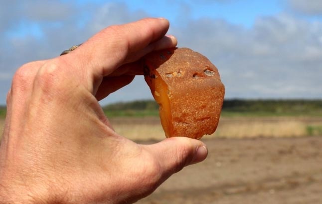 Buvusiose neolito žmonių stovyklaviečių vietose iki šiol galima aptikti gintaro žaliavos. /Deniso Nikitenkos nuotrauka 