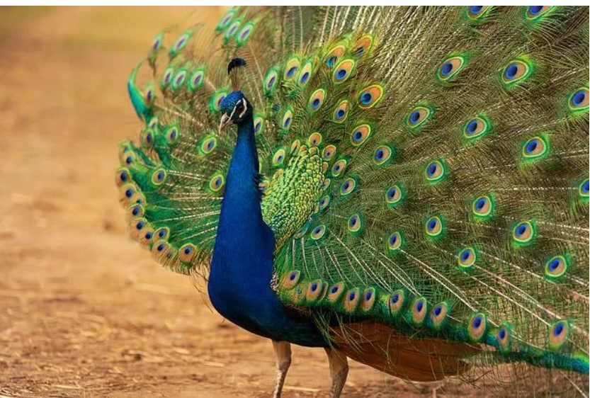 Organizatorių nuotr.