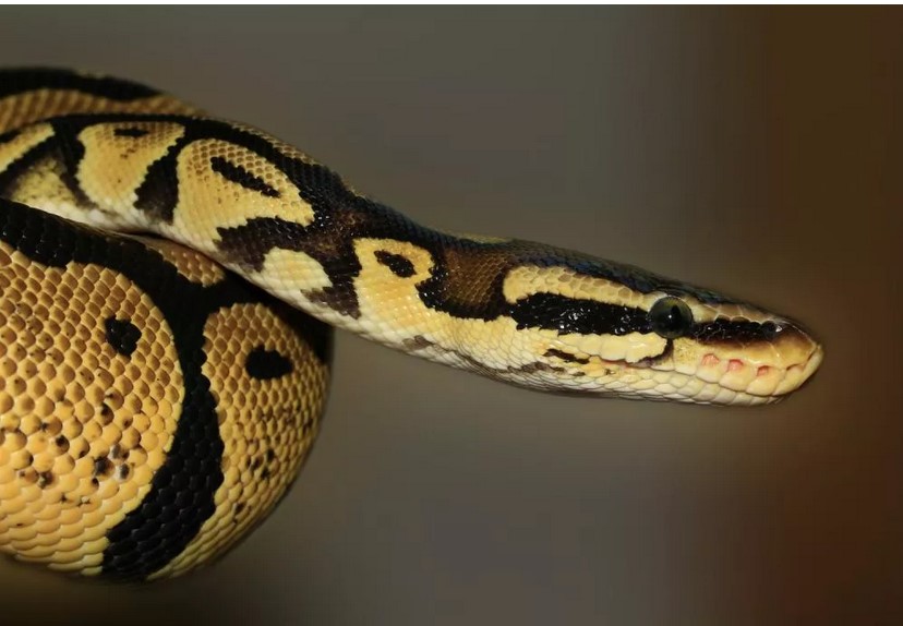 Organizatorių nuotr.