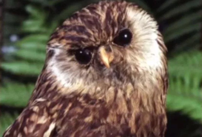 Organizatorių nuotr.