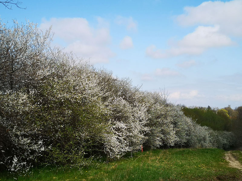 ALĖJA. Svaiginančio aromato ir grožio kaukazinių slyvų eilė kelyje į Tauralaukį. Jurgos PETRONYTĖS nuotr.