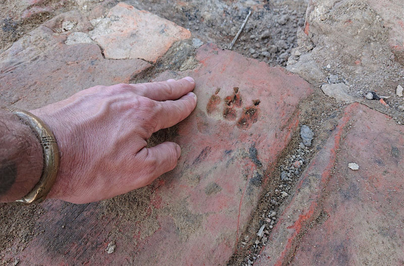 ĮSIAMŽINO. Iš Memelburgo atkeliavusi plyta su šuns pėdos įspaudu. „Pėduotų“ plytų Sendvaryje rasta ir daugiau: yra net su paršelio kanopų žyme. Deniso NIKITENKOS nuotr.