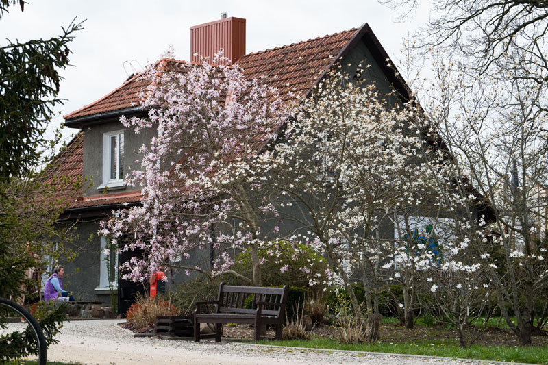  MAGNOLIJOS. Klaipėdos universiteto Botanikos sodo pasididžiavimas - magnolijų kolekcija.