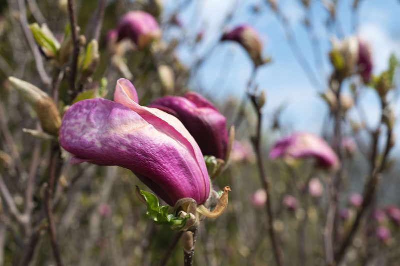 VĖLYVOSIOS. Vėlyvųjų veislių magnolijos dar neatvėrė savo taurelių. 