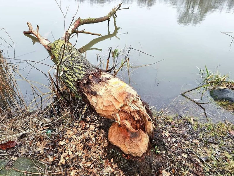 PROBLEMA. Dėl susidariusių nepalankių oro sąlygų technikai sunku patekti į parką, ji klimpsta, negali įvažiuoti. Skaitytojos nuotr.