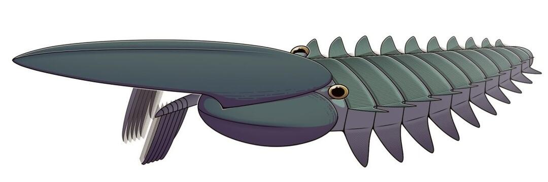 Organizatorių nuotr.