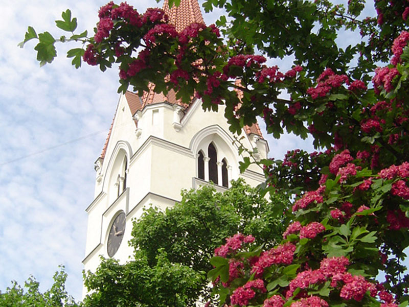 ATMINIMAS. Šilutės evangelikų–liuteronų bažnyčios šventoriaus glotniosios gudobelės žymėjo statinio statybos baigties metus 1926 m. Oresto LIDŽIAUS nuotr.