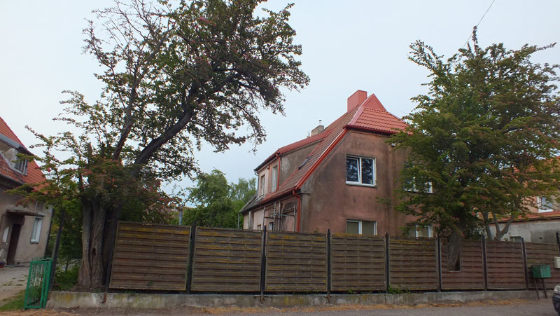 AMŽIUS. Gudobelės Klaipėdoje pražydo devyniasdešimt ketvirtą pavasarį. Egidijaus BACEVIČIAUS nuotr.