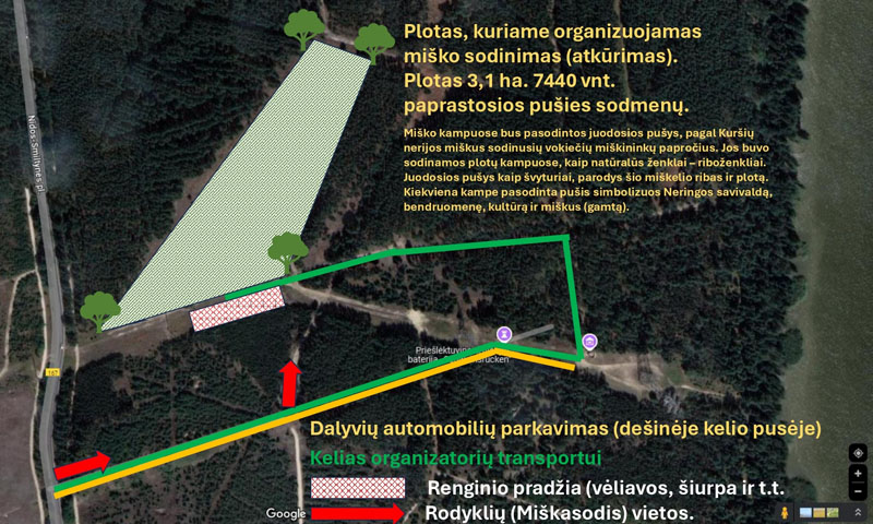 Šiais metais numatoma pasodinti 7 440 vnt. paprastosios pušies sodmenų. Vytauto PETRIKO nuotr.