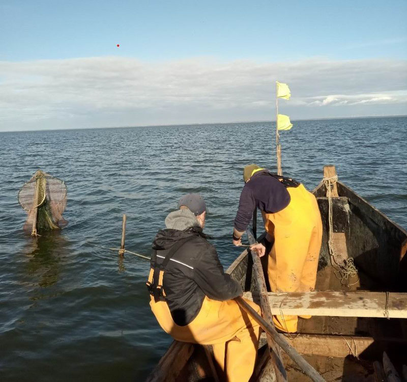 KURŠMARĖSE statomos gaudyklės.Karolio TAMULIO archyvo nuotr.