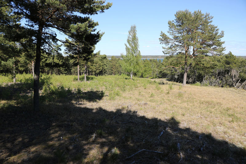  ĮVYKIŲ VIETOJE. Taip dabar atrodo Raudonosios armijos 1945 m. sausio mėn. kovinių veiksmų žurnale įvardytas „rajonas 32.7“. Medžiai buvo žemučiai, todėl vokiečiai turėjo puikiausią panoraminį vaizdą į marių pusę.