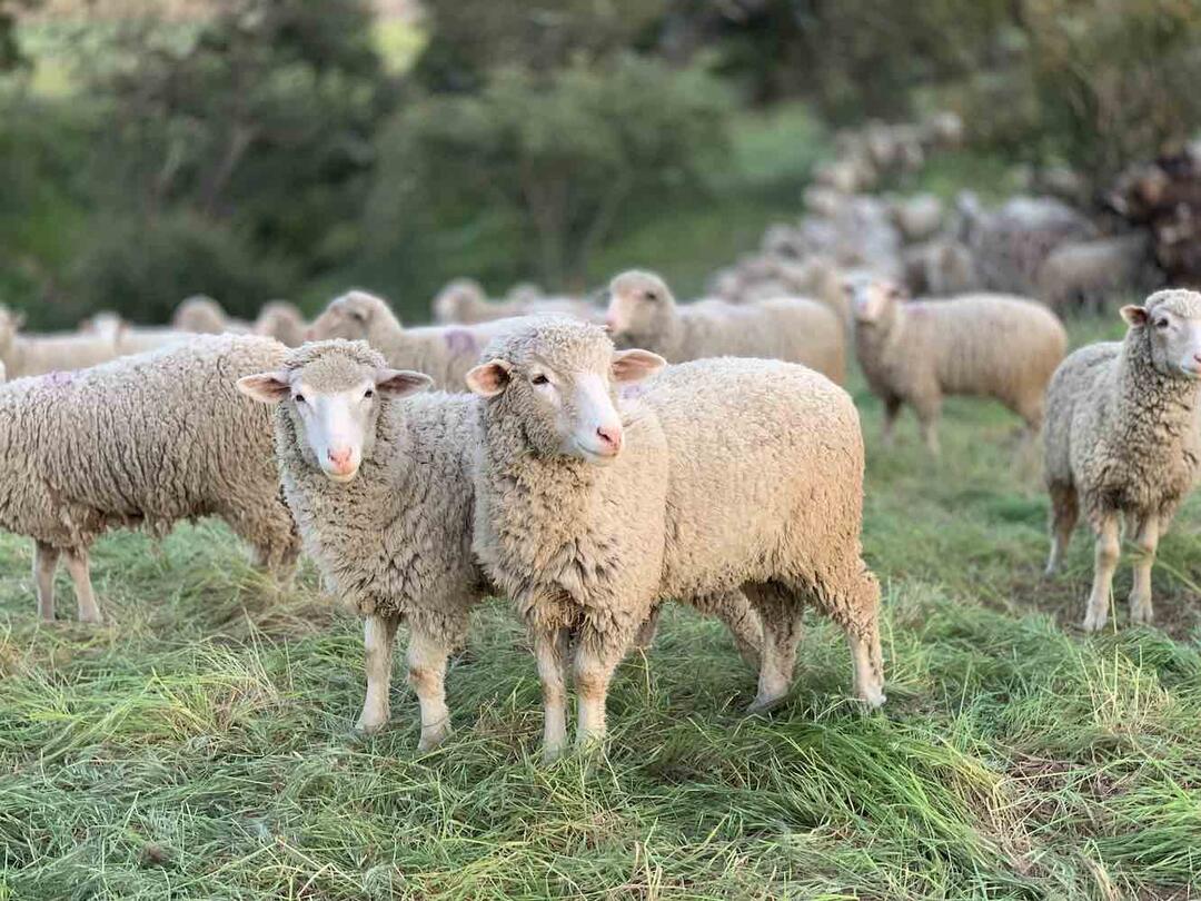 merino