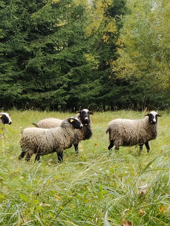 Organizatorių nuotr.