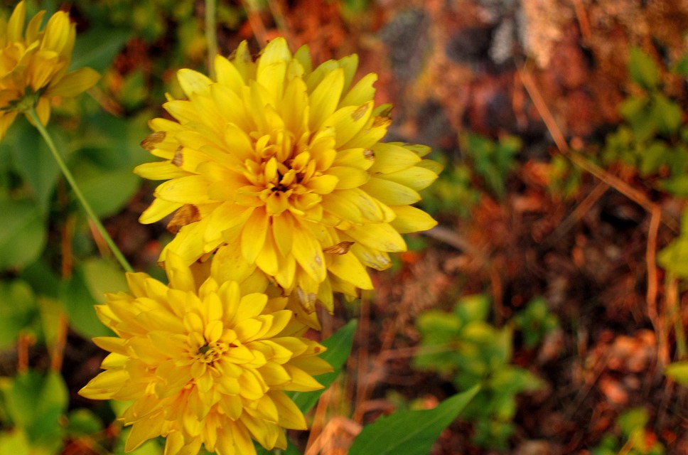 Organizatorių nuotr.