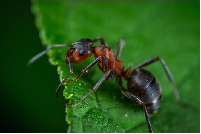 Organizatorių nuotr.