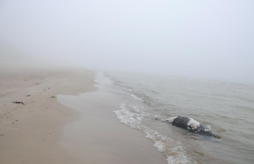 Giruliuose rastas negyvas jūros išmestas ruonis