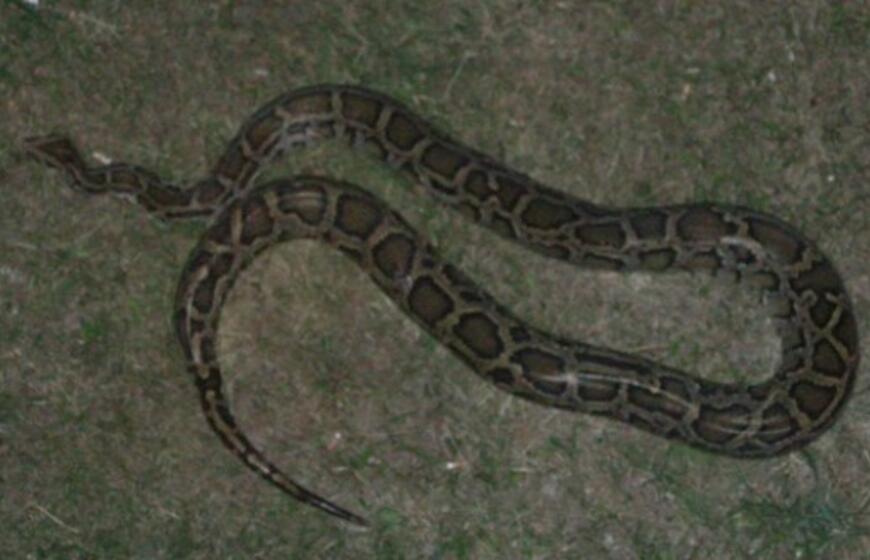 Kalnupės gatvėje naktį rastas smauglys