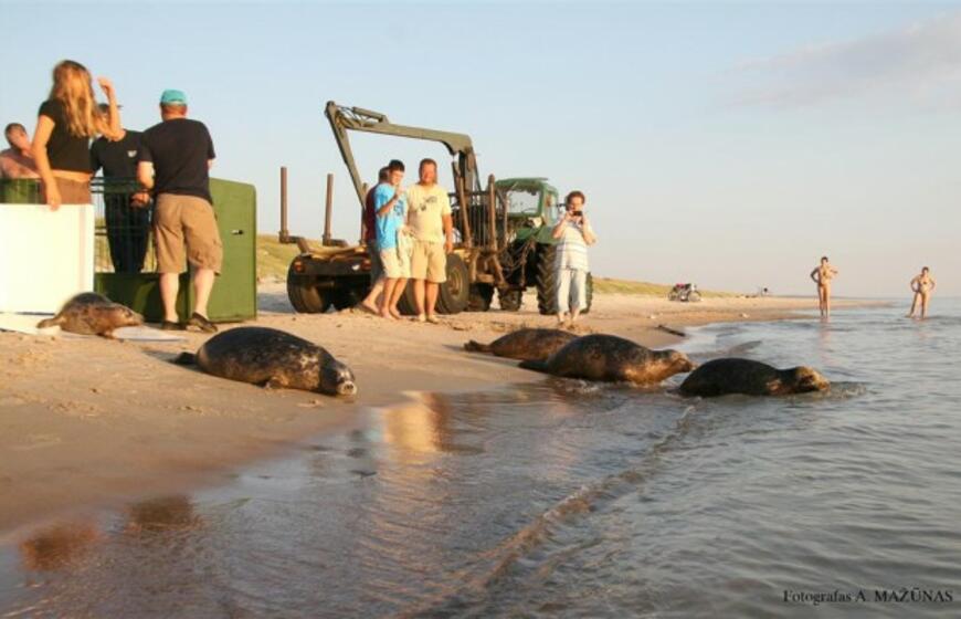Šeši ruoniukai sugrįžo į Baltijos jūrą