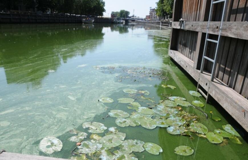 Danės upė mėlynuoja