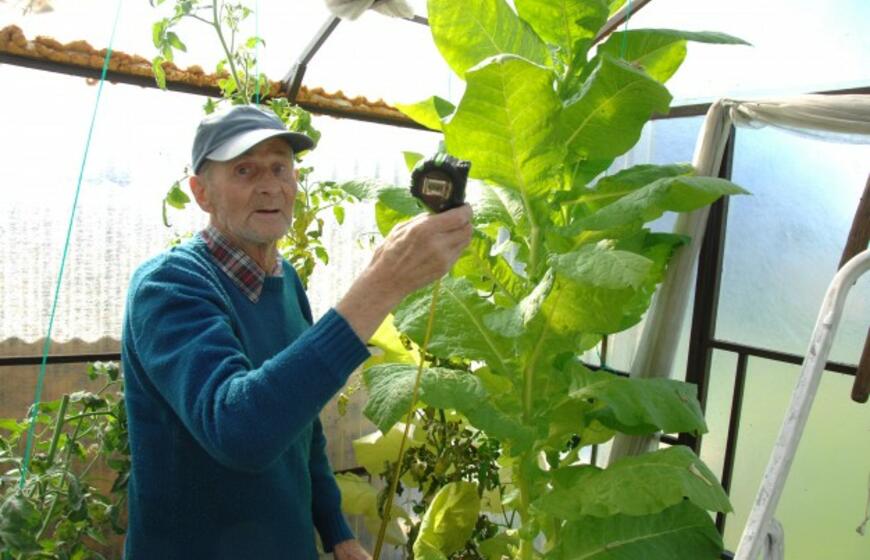Pensininkas šiltnamyje užsiaugino rekordinį tabako augalą