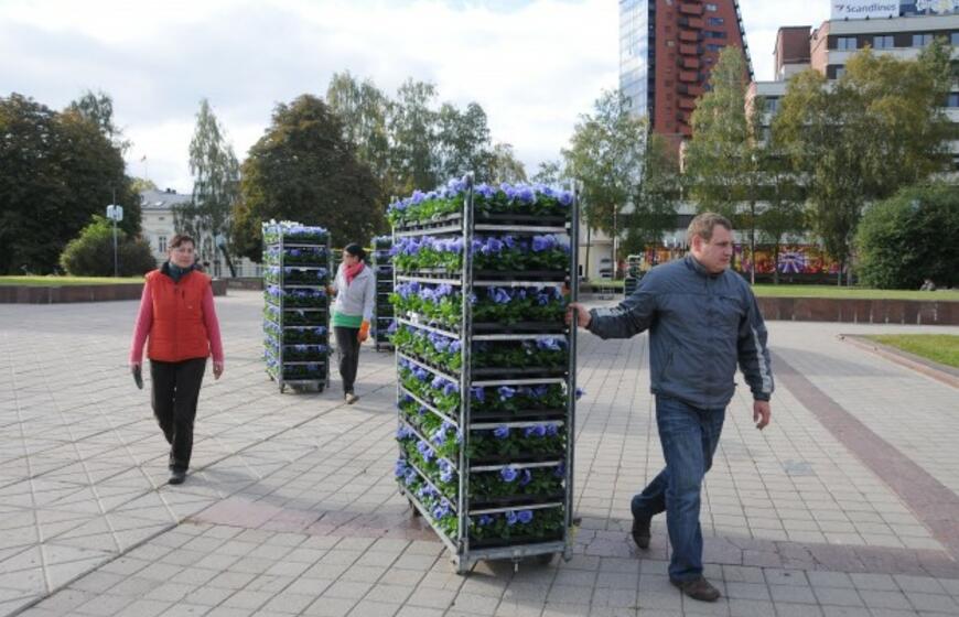 Klaipėdos gėlynuose sodinamos našlaitės