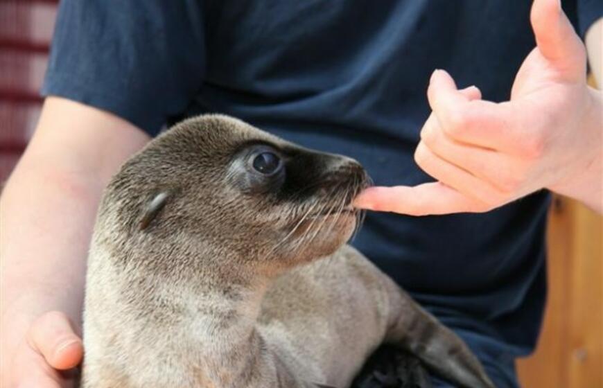 Kadrai iš Kalifornijos jūrų liūtės Matildos gyvenimo