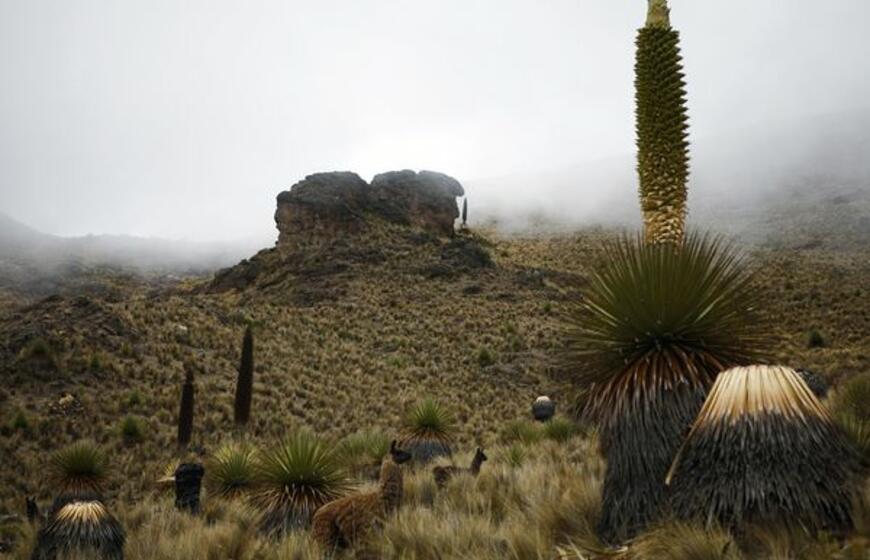 Pražydo Andų karalienė