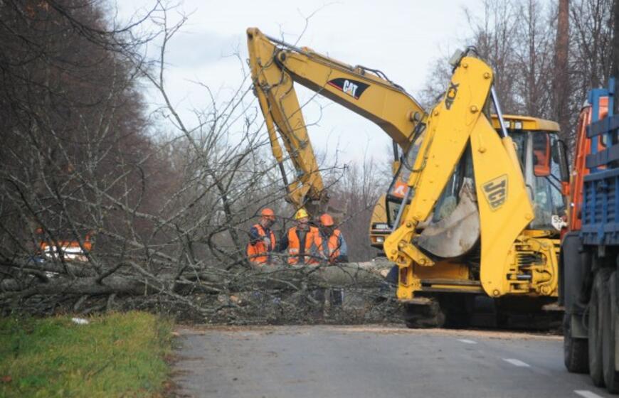 Ties Plytine iš kelkraščių šalinami medžiai
