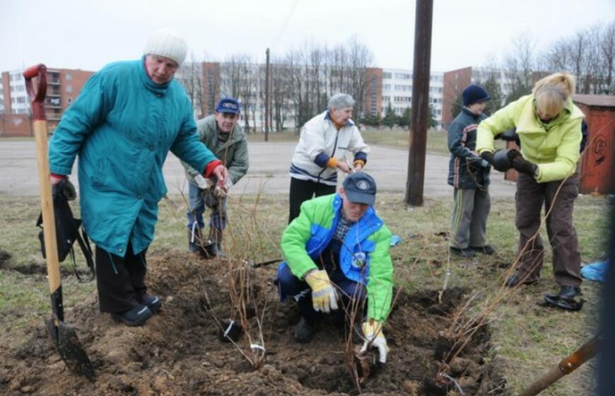 Sodinami medeliai "Draugystės" parke