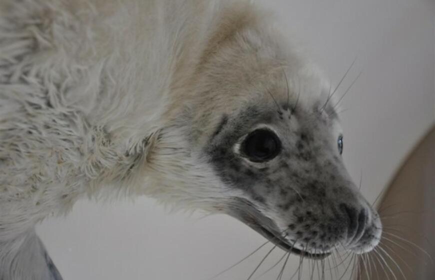 Jūrų muziejuje - dar vienas ruoniukas