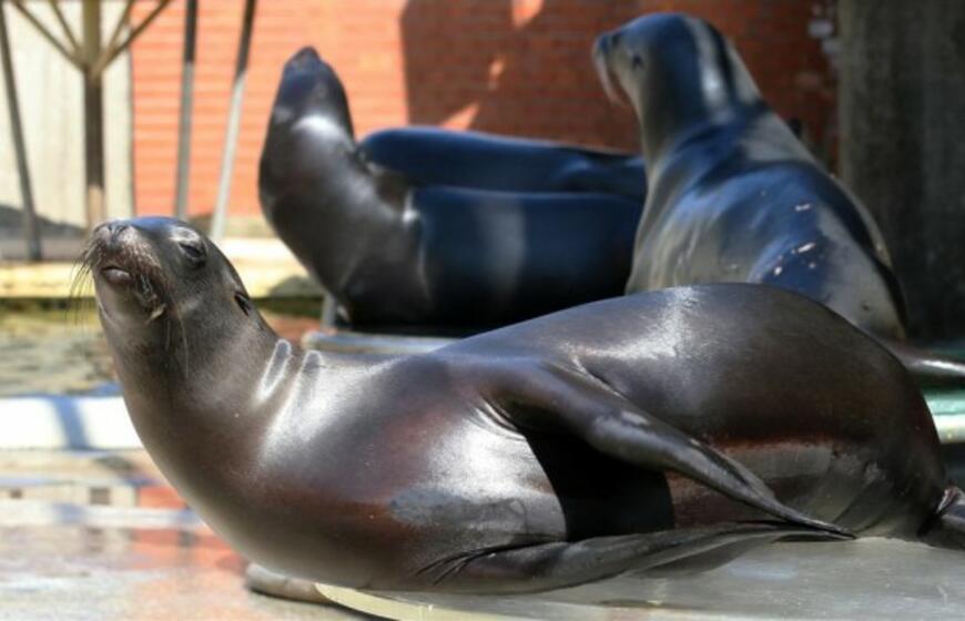 Delfinus pavaduoja Kalifornijos jūrų liūtai