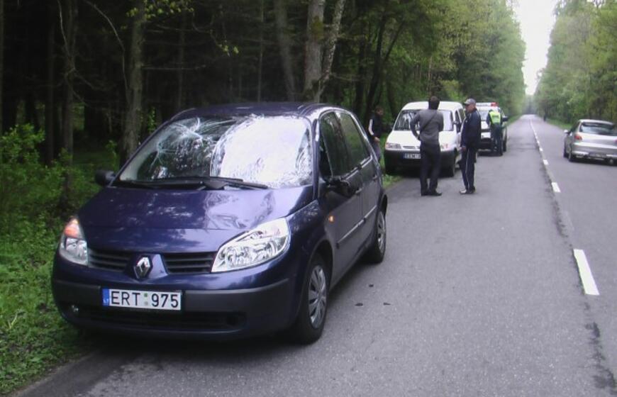 Kelyje į Girulius krito briedis