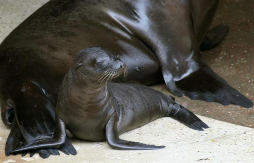 Kalifornijos jūrų liūtai