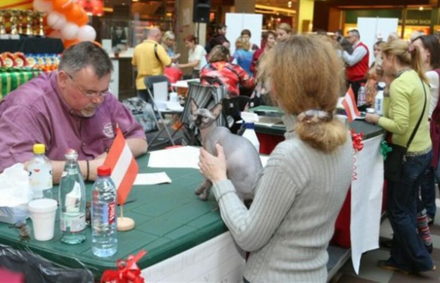 Kačių parodoje pasaulio čempionų titulai atiteko sfinksams bei Meino meškėnui