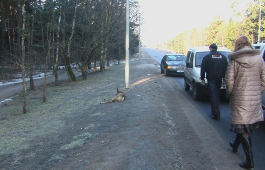 Moters vairuojamas BMW partrenkė stirną