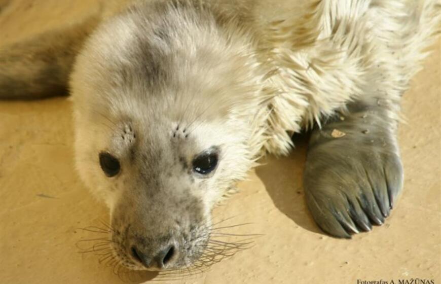 Ruonės Zundos mažylis