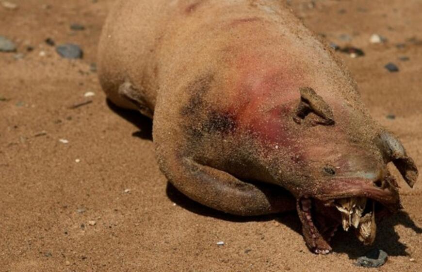 Paslaptingas Niujorko monstras ar kiaulės liekanos?