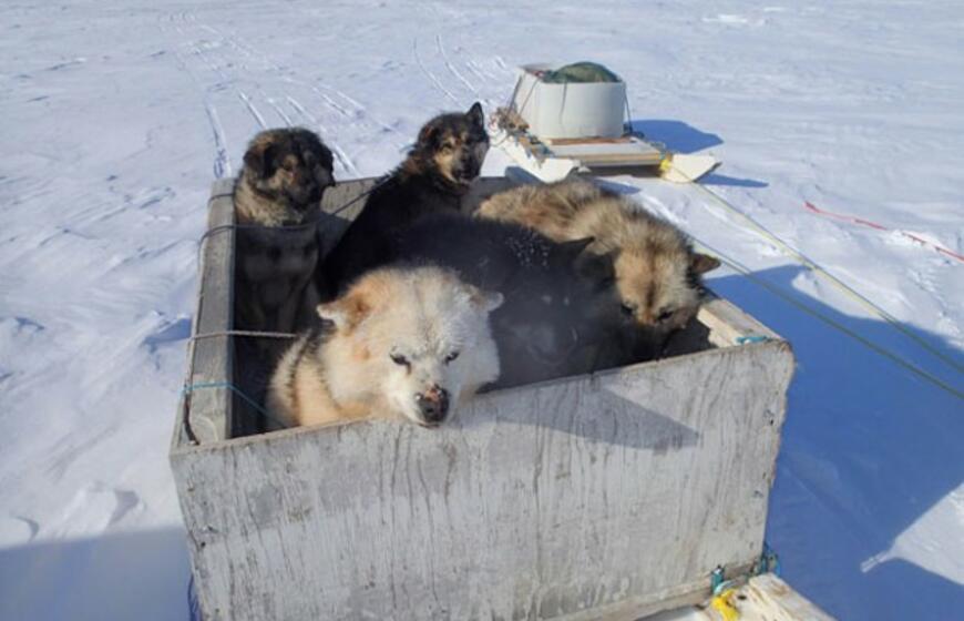 Aliaska: kur gyvena baltosios meškos