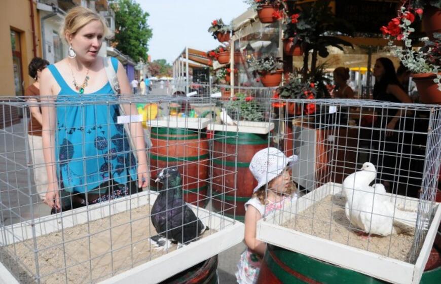 Išrinktas gražiausias karvelis