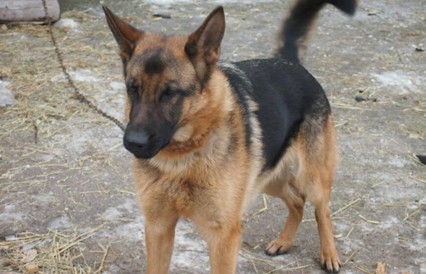 16 Klaipėdoje rastų šunelių ieško šeimininkų