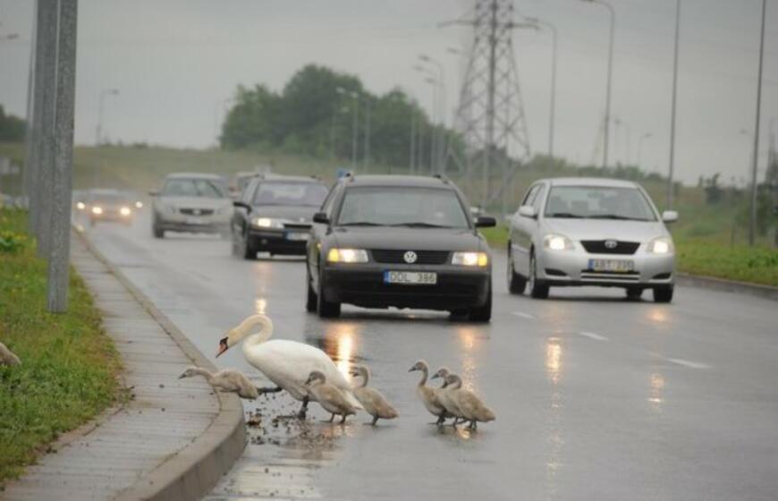 Gulbės su gulbiukais eina per kelią