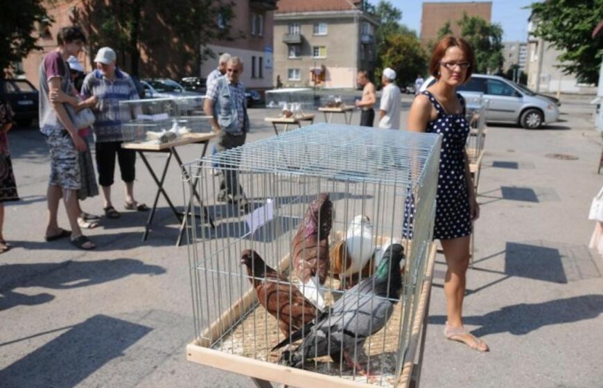 Gražiausio balandžio rinkimai