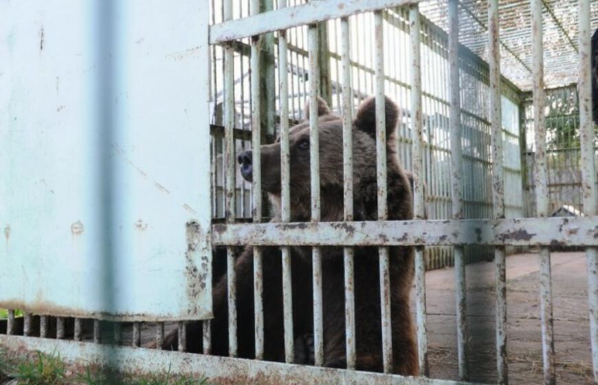 Meškos Laimos išvežimas iš Karklės