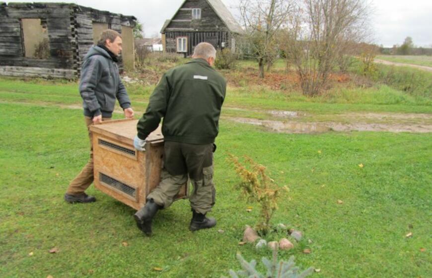 Serganti lūšis atėjo pas žmones