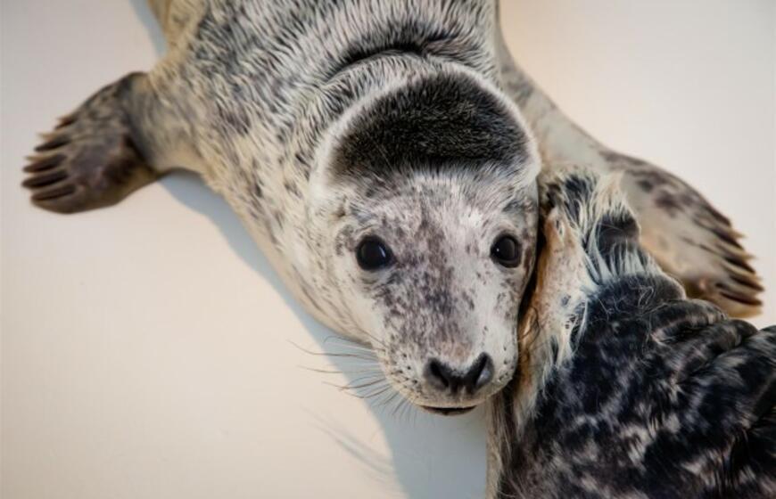 Šiaurės vėjas į Jūrų muziejų "pripūtė" ruoniukų